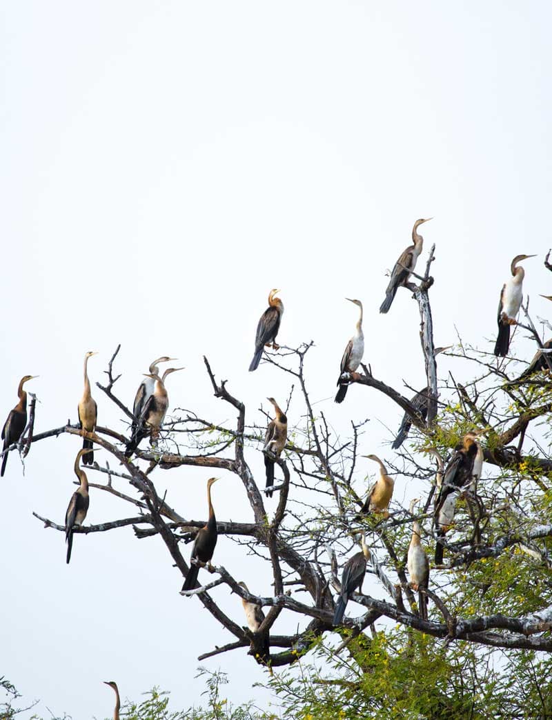 Parc national des oiseaux du Djoudj